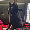 black_cat, cat, pet, indoor, furniture, bed, blanket, red, black, curious, alert, tail, whiskers, ears, headboard, window, daylight, soft_light, cozy, animal