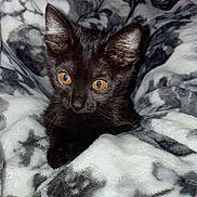 Kiu Reyna is registered to the contest to win money with this photo: black_cat, kitten, animal, pet, feline, cozy, blanket, patterned_blanket, indoor, cute, young_animal, whiskers, ears, eyes, fur, resting, comfort, soft_texture, close_up, portrait