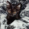 black_cat, kitten, animal, pet, feline, cozy, blanket, patterned_blanket, indoor, cute, young_animal, whiskers, ears, eyes, fur, resting, comfort, soft_texture, close_up, portrait
