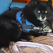 Edgar Allen Poe is registered to the contest to win money with this photo: accessories, animal, canine, cat, couch, cushion, dog, eskimodog, furniture, harness, homedecor, husky, indoors, interiordesign, kitten, person, pet, puppy, sleeping, strap