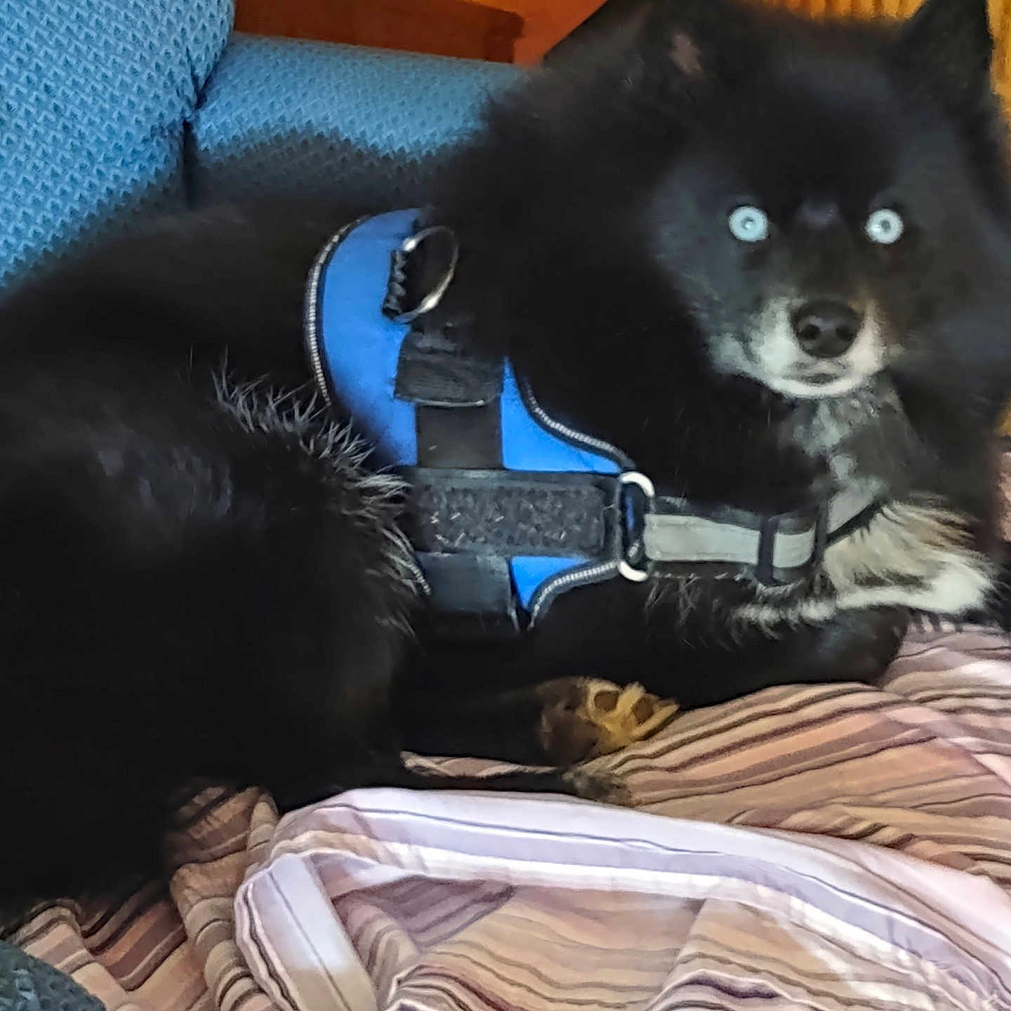 Edgar Allen Poe is registered to the contest to win money with this photo: accessories, animal, canine, cat, couch, cushion, dog, eskimodog, furniture, harness, homedecor, husky, indoors, interiordesign, kitten, person, pet, puppy, sleeping, strap