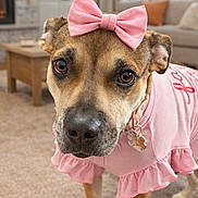 Laika joined the competition — help win amazing prizes! dog, pet, pink_bow, pink_clothing, ruffle, collar_tag, close_up, portrait, living_room, fireplace, couch, carpet, wooden_table, cozy, brown_dog, big_eyes, curious, indoor, furniture, cute