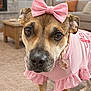 dog, pet, pink_bow, pink_clothing, ruffle, collar_tag, close_up, portrait, living_room, fireplace, couch, carpet, wooden_table, cozy, brown_dog, big_eyes, curious, indoor, furniture, cute