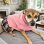 Laika is registered to the contest to win money with this photo: dog, pet, pink_sweater, sweater, plaid_skirt, couch, living_room, fireplace, coffee_table, flowers, pillow, blanket, cozy, pet_clothing, indoor, portrait, closeup, brown_dog, relaxed, home_decor