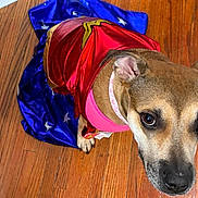 Laika joined the competition — help win amazing prizes! dog, pet, superhero_costume, cape, wood_floor, brown_coat, pink_harness, looking_up, close_up, big_eyes, ears, nose, paws, indoor, tile_floor, portrait, cute_expression, stars_pattern, red_costume, domestic_animal