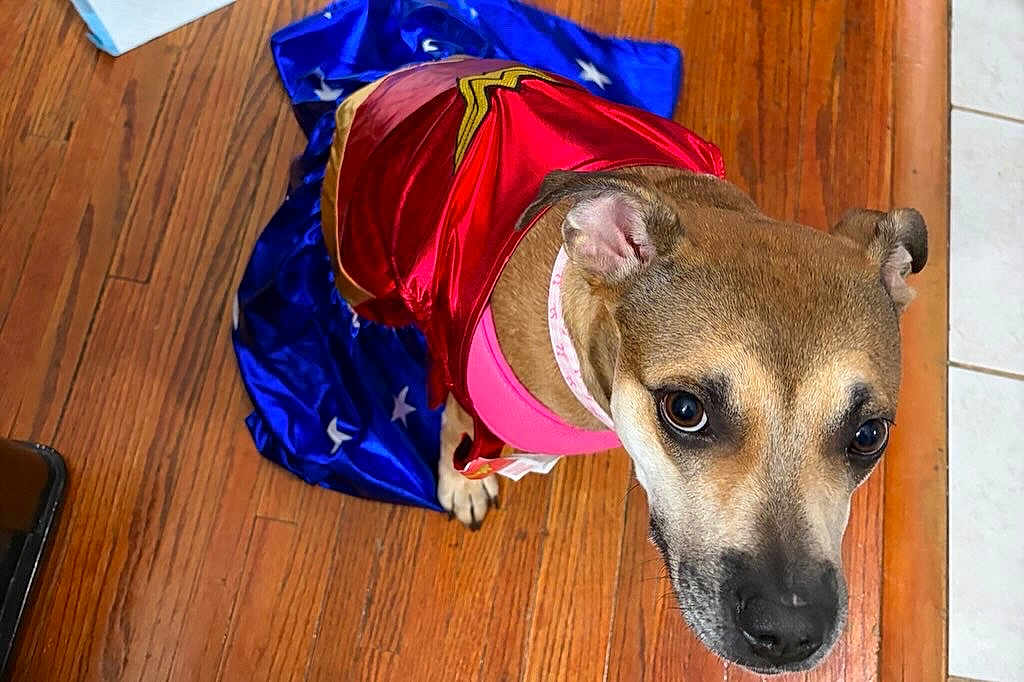 Laika joined the competition — help win amazing prizes! dog, pet, superhero_costume, cape, wood_floor, brown_coat, pink_harness, looking_up, close_up, big_eyes, ears, nose, paws, indoor, tile_floor, portrait, cute_expression, stars_pattern, red_costume, domestic_animal