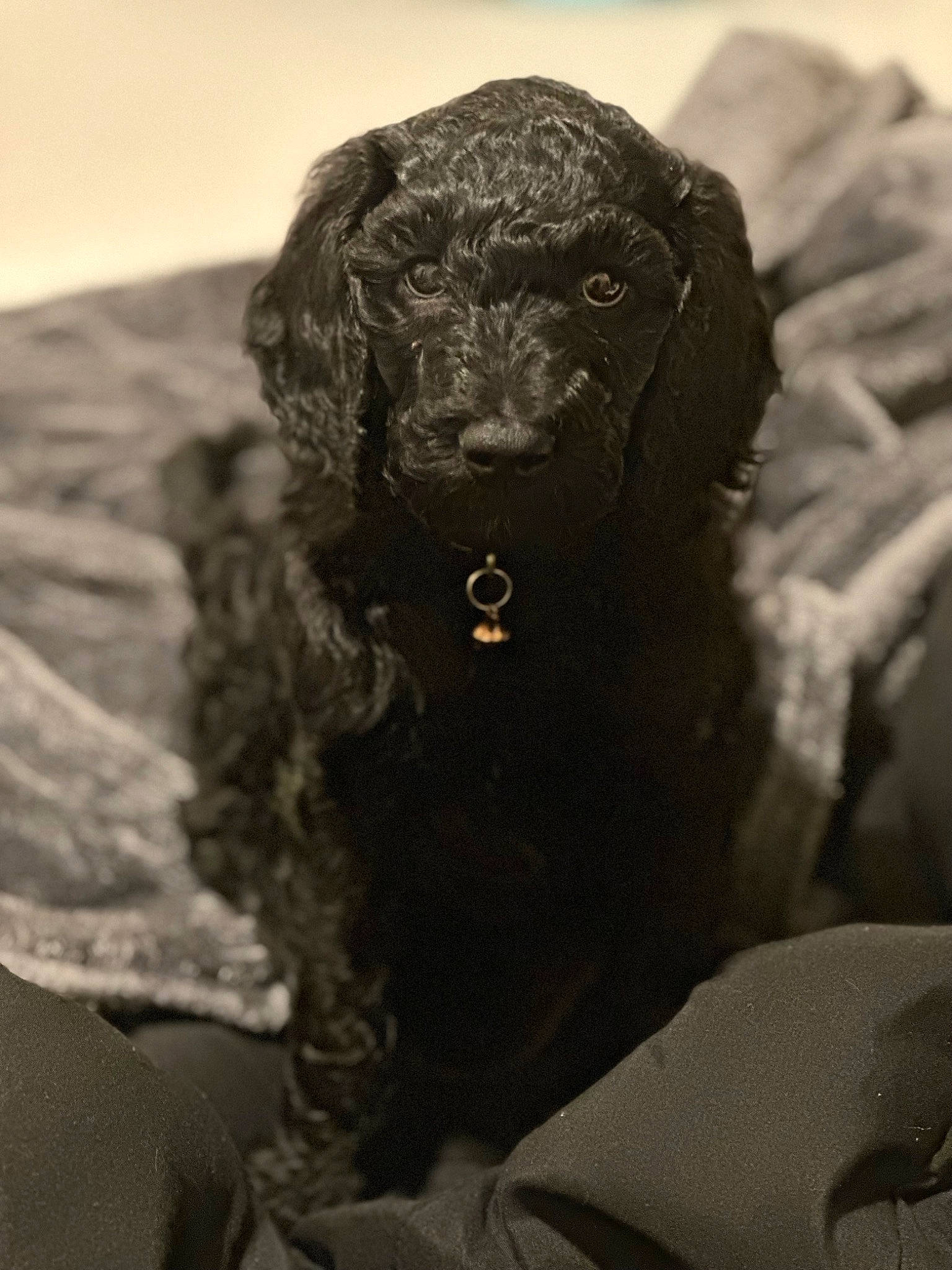 Oakley joined the competition — help win amazing prizes! art, big_cats, canidae, carnivore, companion_dog, dog, dog_breed, fang, fur, gun_dog, metal, monochrome, monochrome_photography, snout, spaniel, sporting_group, terrestrial_animal, visual_arts, wildlife, working_animal