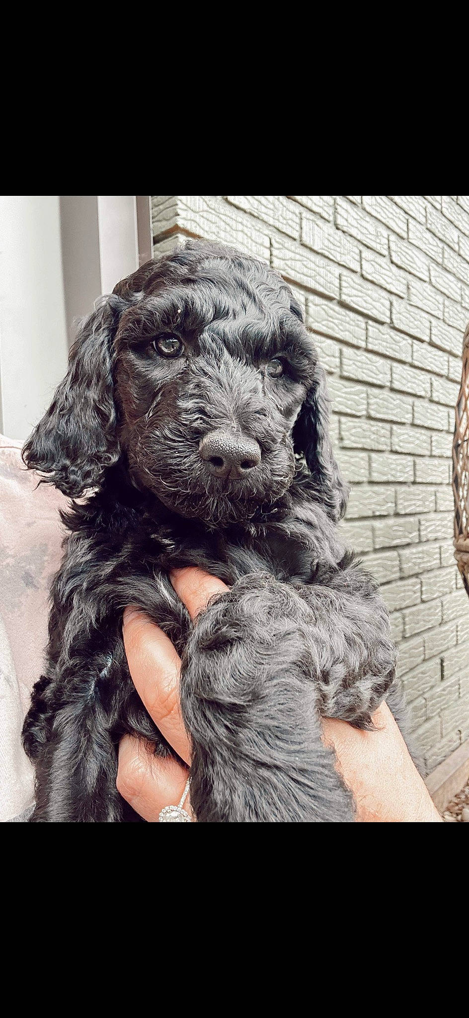 Oakley joined the competition — help win amazing prizes! art, brickwork, canidae, carnivore, companion_dog, dog, dog_breed, ear, fur, liver, metal, monochrome, monochrome_photography, paw, snout, spaniel, sporting_group, water_dog, working_animal, wrinkle