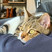 Suki participe au concours pour gagner de l'argent avec cette photo : cat, tabby, yellow_eyes, close_up, resting, indoor, blurred_background, cozy, fabric, soft_texture, whiskers, ears, fur, pet, animal, shelf, boots, home, relaxed, portrait