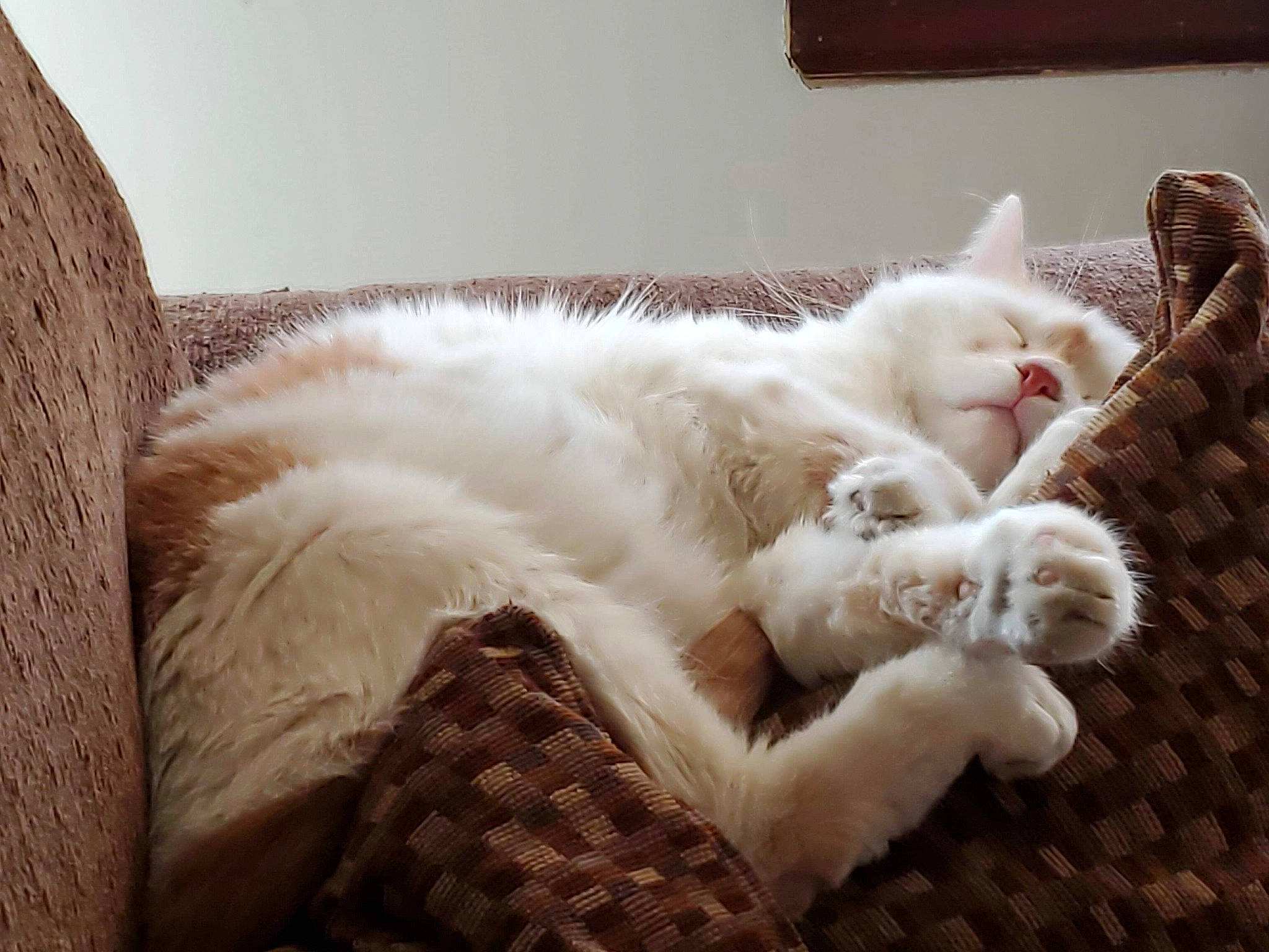 Teddy joined the competition — help win amazing prizes! carnivore, cat, claw, comfort, domestic_short_haired_cat, fawn, felidae, flooring, foot, fur, linens, nap, paw, room, sleep, small_to_medium_sized_cats, snout, tail, whiskers, wood