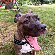 Radar joined the competition — help win amazing prizes! dog, canine, pet, leash, tongue_out, happy, outdoor, grass, park, animal, brown_fur, white_chest, collar, ears, mouth_open, playful, nature, summer, tree, walking