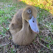 Kewi is registered to the contest to win money with this photo: _geese_and_swans, adaptation, beak, bird, duck, ducks, fowl, goose, grass, livestock, plant, vertebrate, water_bird, waterfowl, wildlife