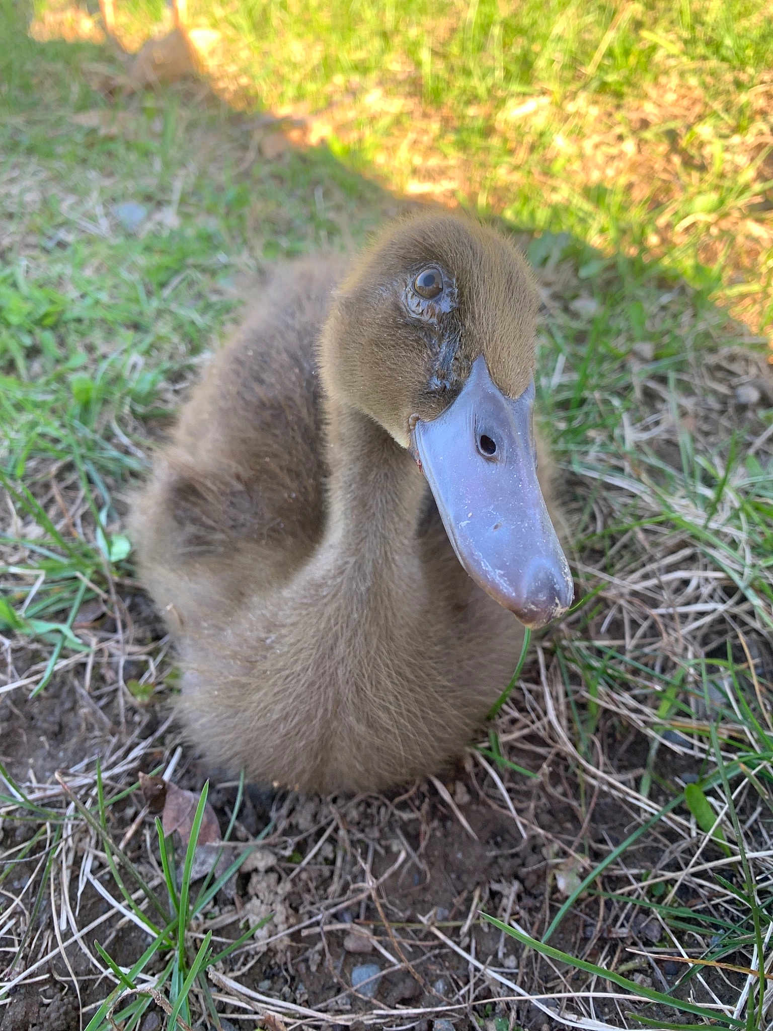 Kewi is registered to the contest to win money with this photo: _geese_and_swans, adaptation, beak, bird, duck, ducks, fowl, goose, grass, livestock, plant, vertebrate, water_bird, waterfowl, wildlife