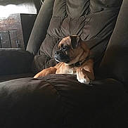 Dakota is registered to the contest to win money with this photo: dog, armchair, pet, indoor, brown_dog, furniture, relaxing, cozy, side_view, canine, domestic_animal, looking_away, pug_like, home, cushion, seated, companion, fur, quiet, resting