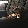 dog, armchair, pet, indoor, brown_dog, furniture, relaxing, cozy, side_view, canine, domestic_animal, looking_away, pug_like, home, cushion, seated, companion, fur, quiet, resting