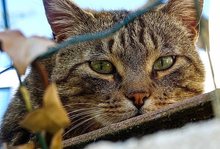 Balthazar a rejoint le concours — aidez-le/la à gagner de superbes lots ! carnivore, cat, claw, close_up, domestic_short_haired_cat, felidae, fur, grass, lynx, organism, paw, small_to_medium_sized_cats, snout, terrestrial_animal, tree, whiskers, wildlife