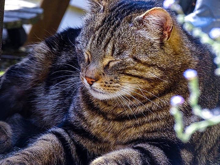 Balthazar a rejoint le concours — aidez-le/la à gagner de superbes lots ! carnivore, cat, claw, close_up, domestic_short_haired_cat, eye, fawn, felidae, fur, grass, organism, paw, sand, small_to_medium_sized_cats, snout, tail, terrestrial_animal, tree, whiskers, wildlife