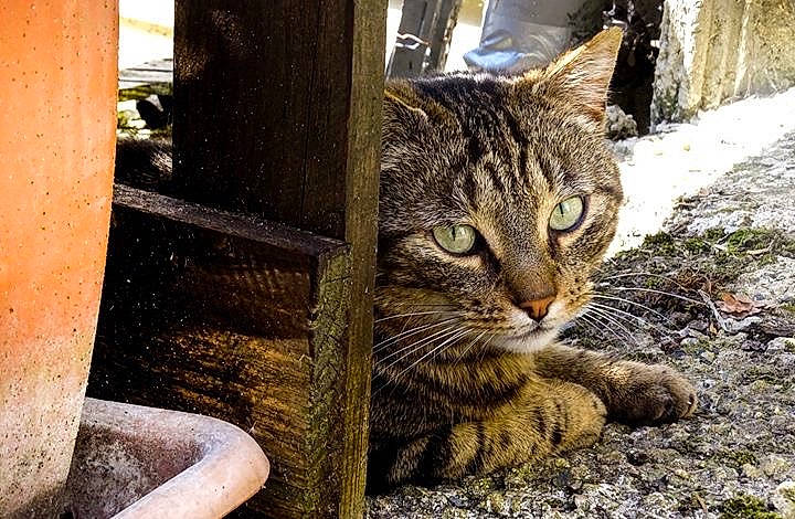 Balthazar participe au concours pour gagner de l'argent avec cette photo : carnivore, cat, claw, domestic_short_haired_cat, eye, fawn, felidae, fur, grass, paw, small_to_medium_sized_cats, snout, soil, tail, terrestrial_animal, tree, whiskers, wildlife, window, wood