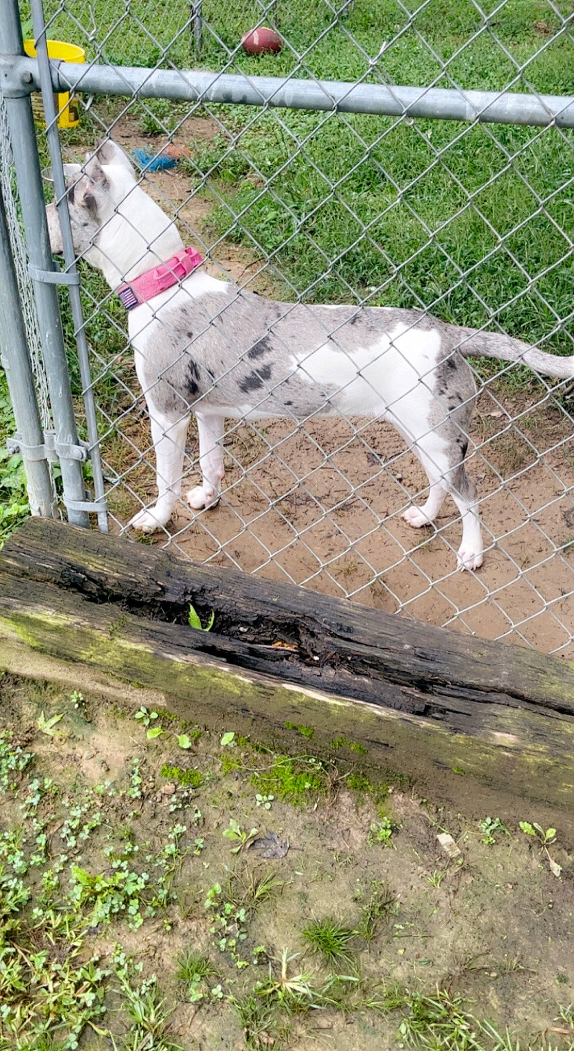 Koda Lee joined the competition — help win amazing prizes! canidae, carnivore, chain_link_fencing, collar, companion_dog, dog, dog_breed, dog_collar, fawn, fence, grass, home_fencing, mesh, plant, snout, sporting_group, tail, terrestrial_animal, wire_fencing, working_animal