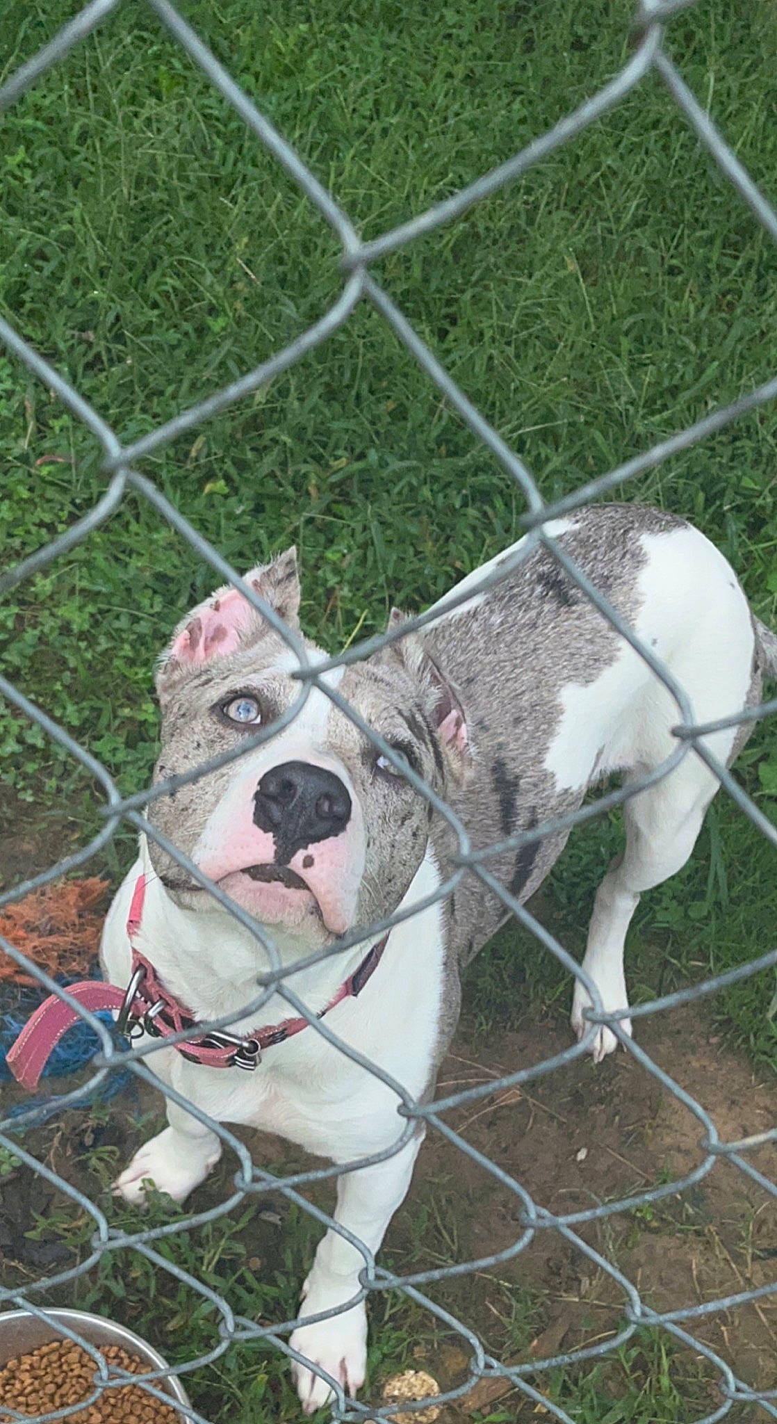 Koda Lee joined the competition — help win amazing prizes! carnivore, collar, companion_dog, dog, dog_breed, dog_collar, dog_supply, fashion_accessory, fawn, fence, grass, leash, mammal, mesh, pet_supply, snout, tail, terrestrial_animal, wire_fencing, working_animal