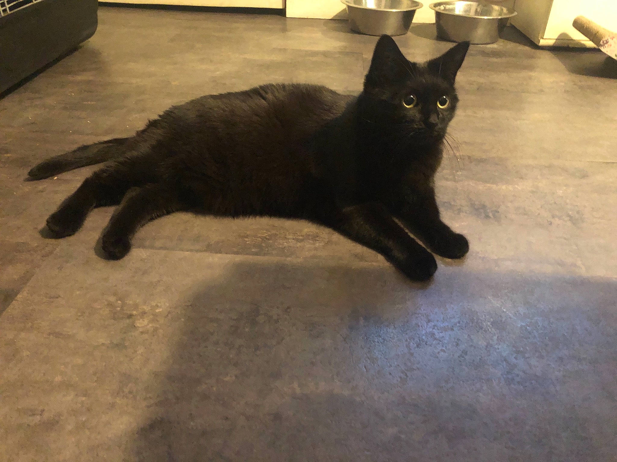 Minoushka a rejoint le concours — aidez-le/la à gagner de superbes lots ! black_cat, bombay, carnivore, cat, claw, domestic_short_haired_cat, felidae, floor, flooring, fur, grey, hardwood, havana_brown, mammal, paw, shadow, small_to_medium_sized_cats, tail, terrestrial_animal, whiskers