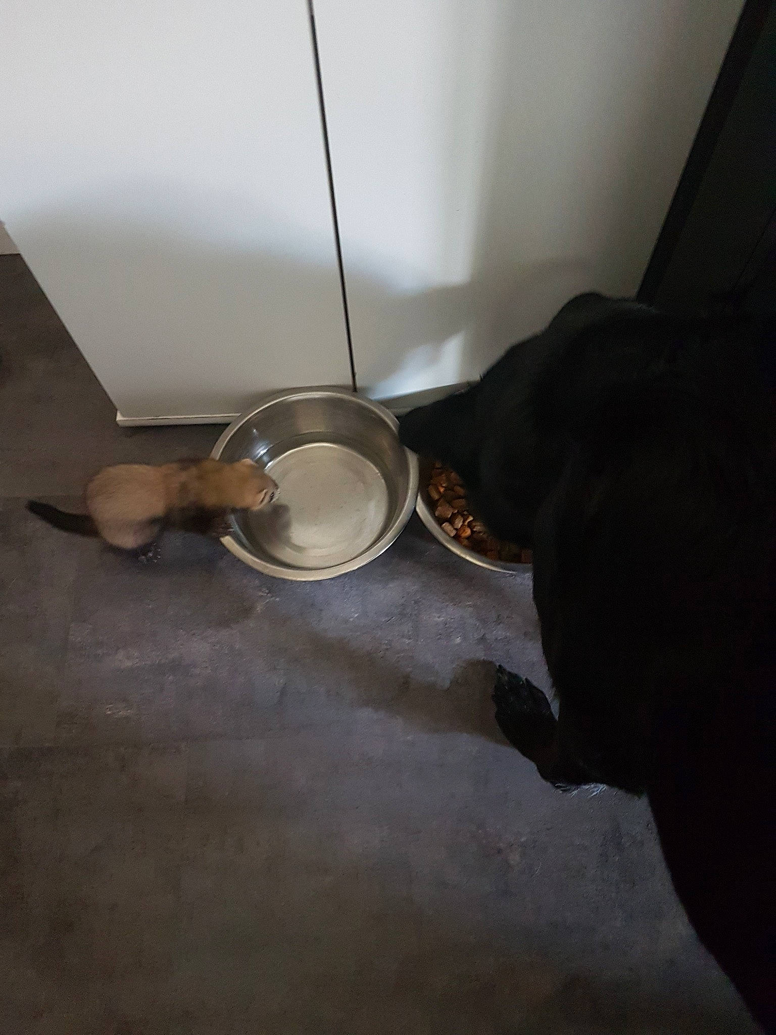 Shayna participe au concours pour gagner de l'argent avec cette photo : canidae, floor, flooring, hardwood, tile, wood