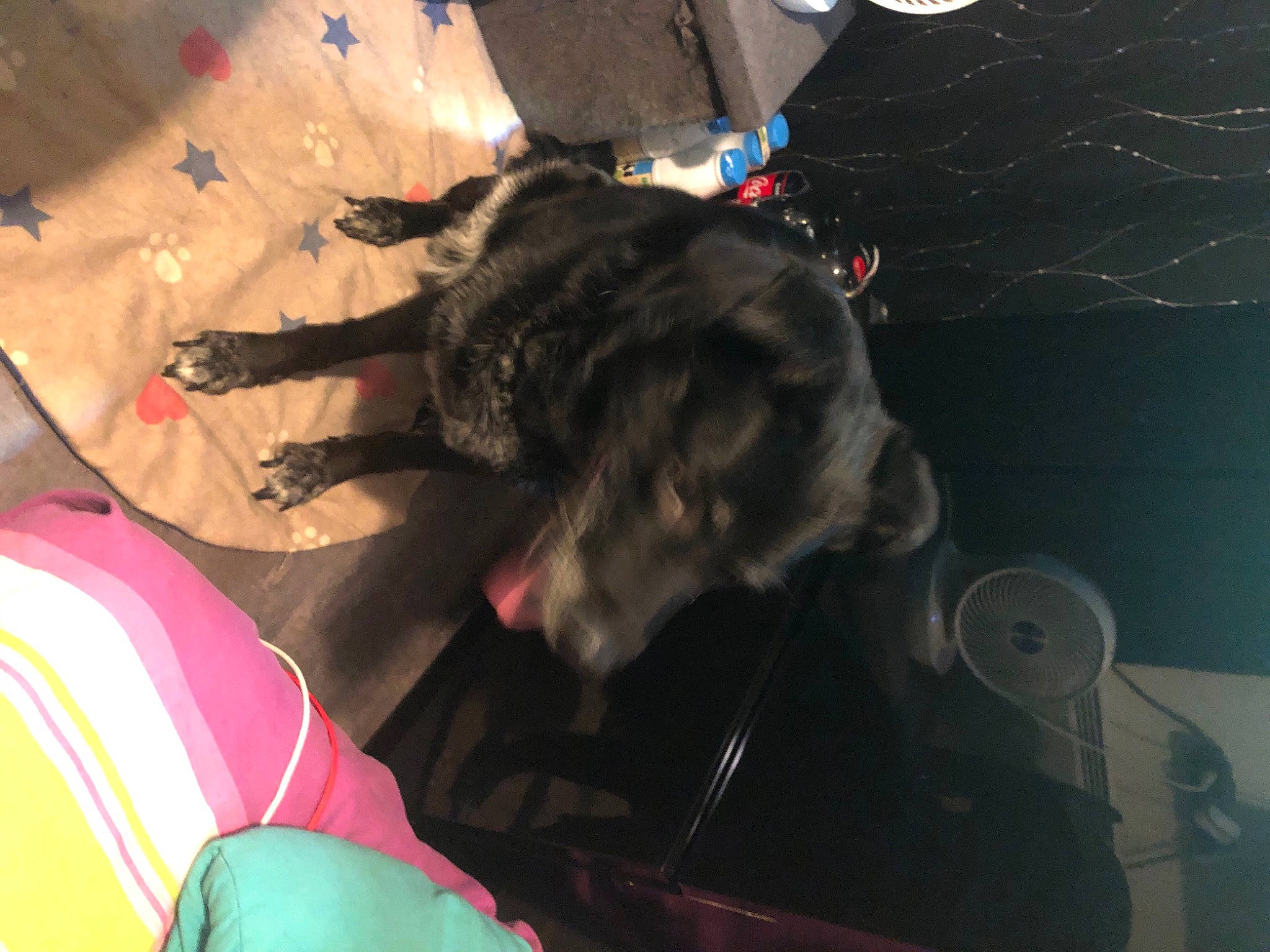 Shayna participe au concours pour gagner de l'argent avec cette photo : canidae, carnivore, comfort, companion_dog, darkness, dog, dog_breed, fawn, felidae, fun, fur, small_to_medium_sized_cats, snout, sporting_group, tail, tree, whiskers