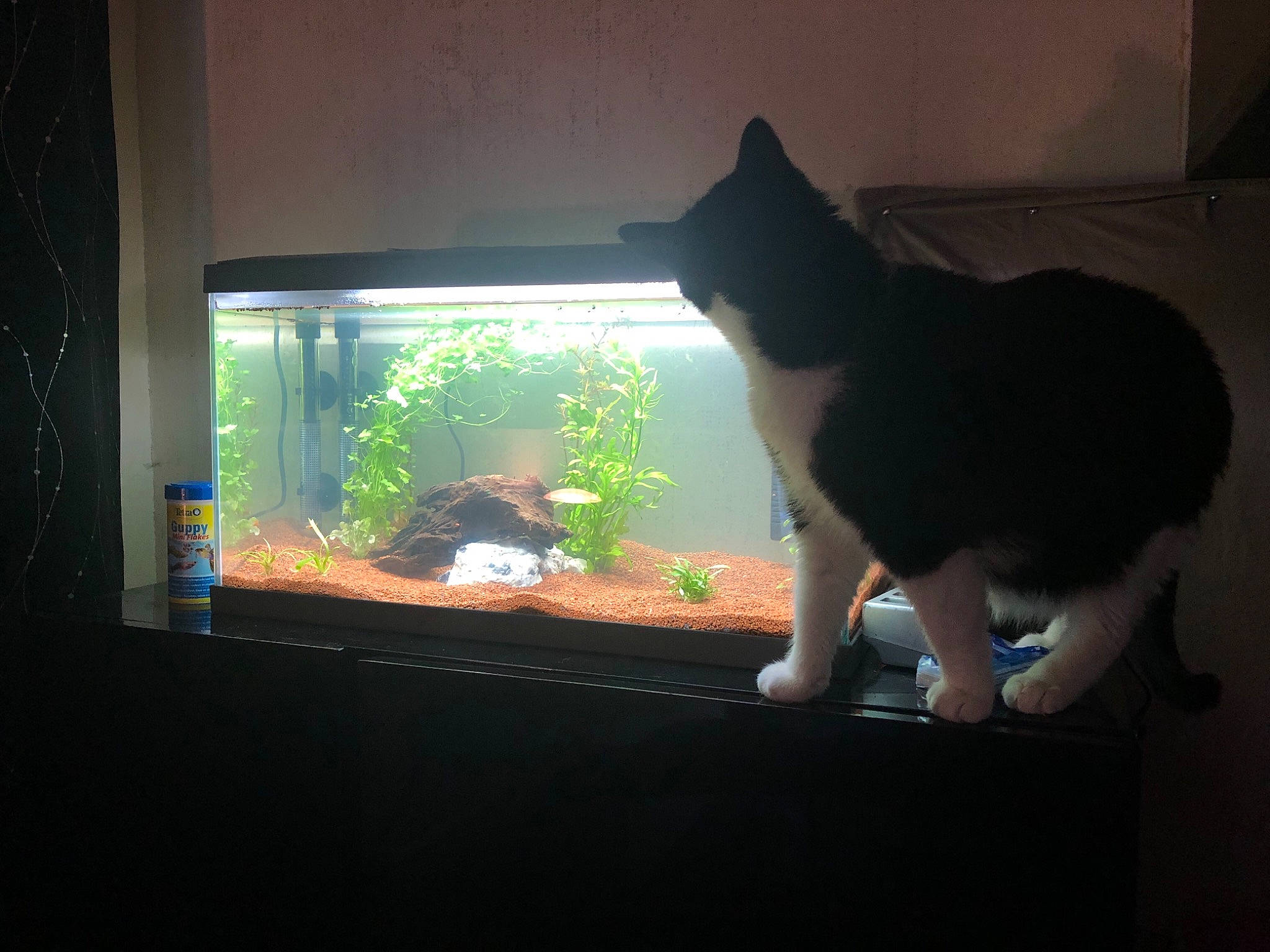 Choupa participe au concours pour gagner de l'argent avec cette photo : aquatic_plant, carnivore, cat, darkness, display_device, domestic_short_haired_cat, felidae, fur, grass, organism, pet_supply, plant, rectangle, room, small_to_medium_sized_cats, tail, tints_and_shades, whiskers, window, wood