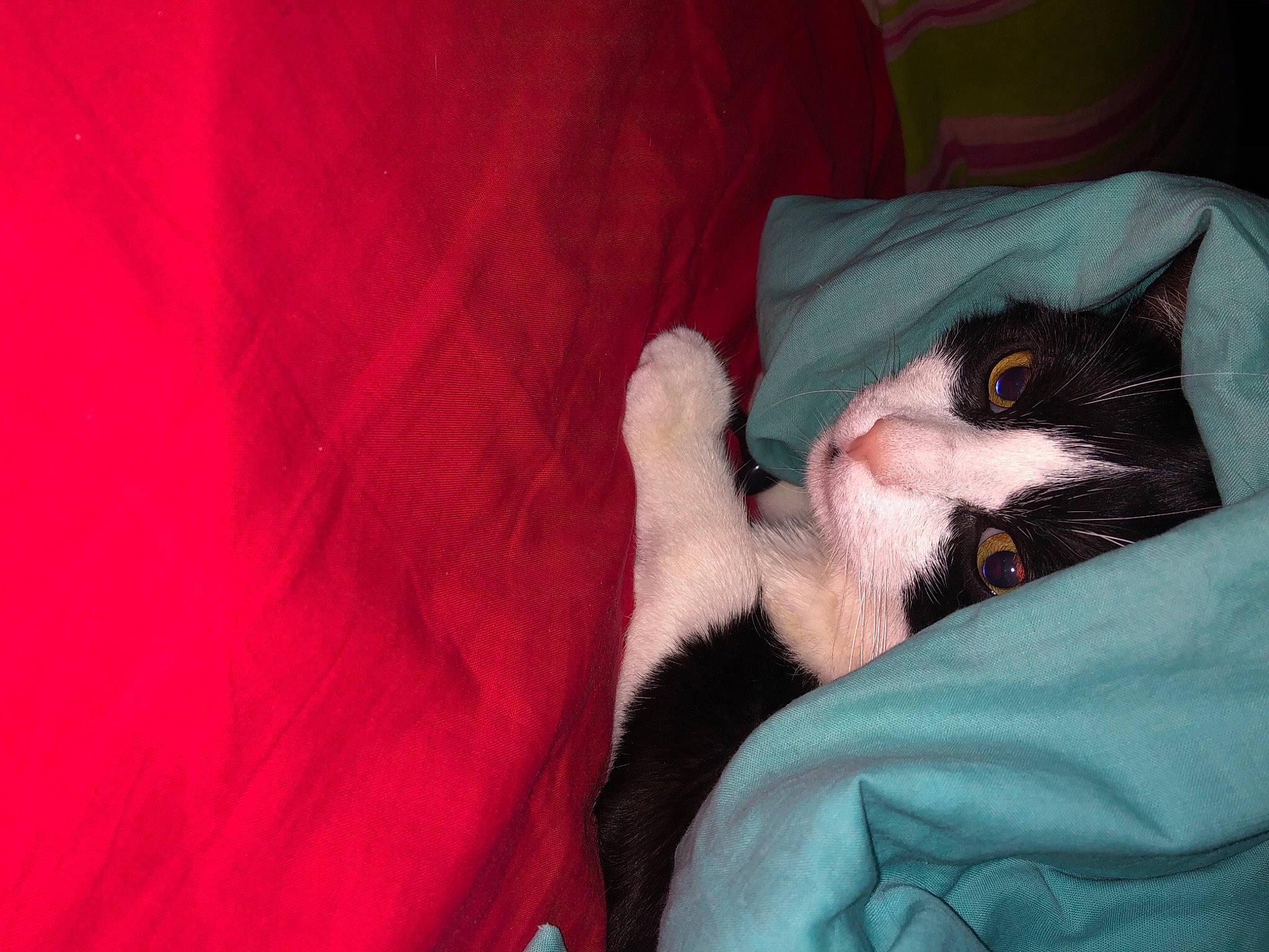 Choupa participe au concours pour gagner de l'argent avec cette photo : bed, black_cat, carmine, carnivore, cat, claw, comfort, domestic_short_haired_cat, facial_hair, felidae, fur, gesture, human_leg, linens, nap, paw, small_to_medium_sized_cats, tail, whiskers, yawn