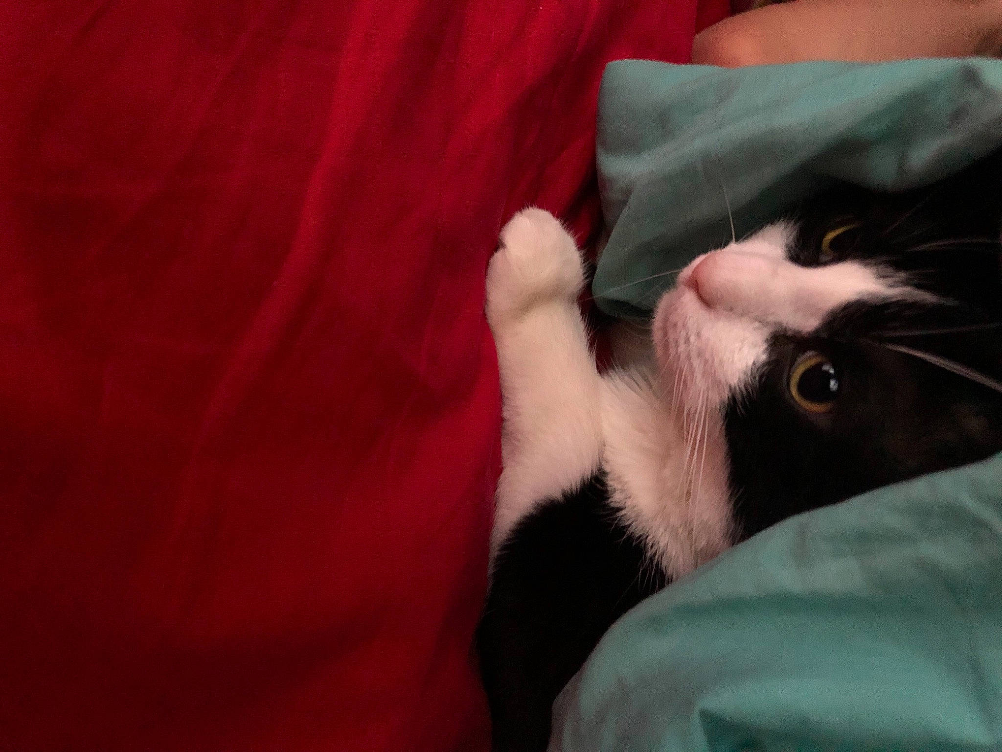 Choupa a rejoint le concours — aidez-le/la à gagner de superbes lots ! beard, black_cat, carmine, carnivore, cat, comfort, domestic_short_haired_cat, ear, eye, eyelash, facial_hair, felidae, fur, gesture, linens, magenta, nail, small_to_medium_sized_cats, snout, whiskers