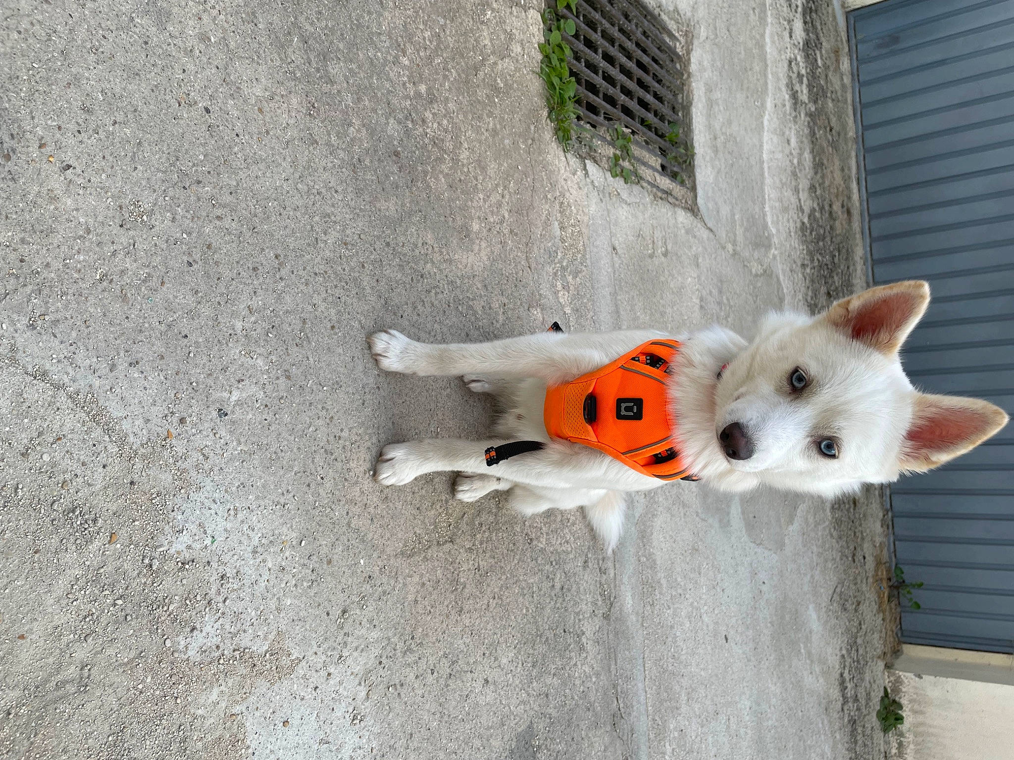 Usty participe au concours pour gagner de l'argent avec cette photo : asphalt, canidae, carmine, carnivore, companion_dog, concrete, dog, dog_breed, dog_supply, door, fur, non_sporting_group, road_surface, sporting_group, tail, toy, tree, window, working_animal