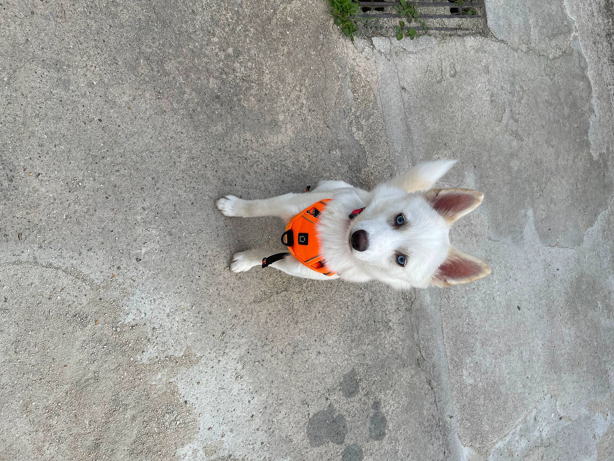 Usty participe au concours pour gagner de l'argent avec cette photo : canidae, carnivore, companion_dog, dog, dog_breed, fawn, flooring, football, fur, paw, plant, road_surface, samoyed, snout, spitz, sporting_group, stuffed_toy, tail, toy, whiskers