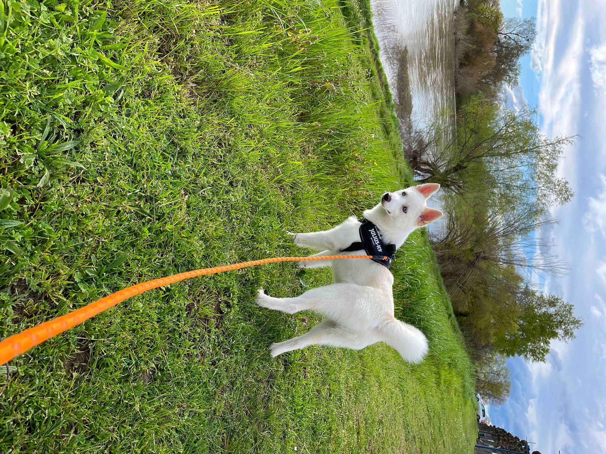 Usty participe au concours pour gagner de l'argent avec cette photo : adventure, canidae, carnivore, cloud, collar, companion_dog, dog, dog_breed, dog_collar, grass, hunting_dog, leash, non_sporting_group, plant, recreation, sky, sporting_group, tail, tree, working_dog