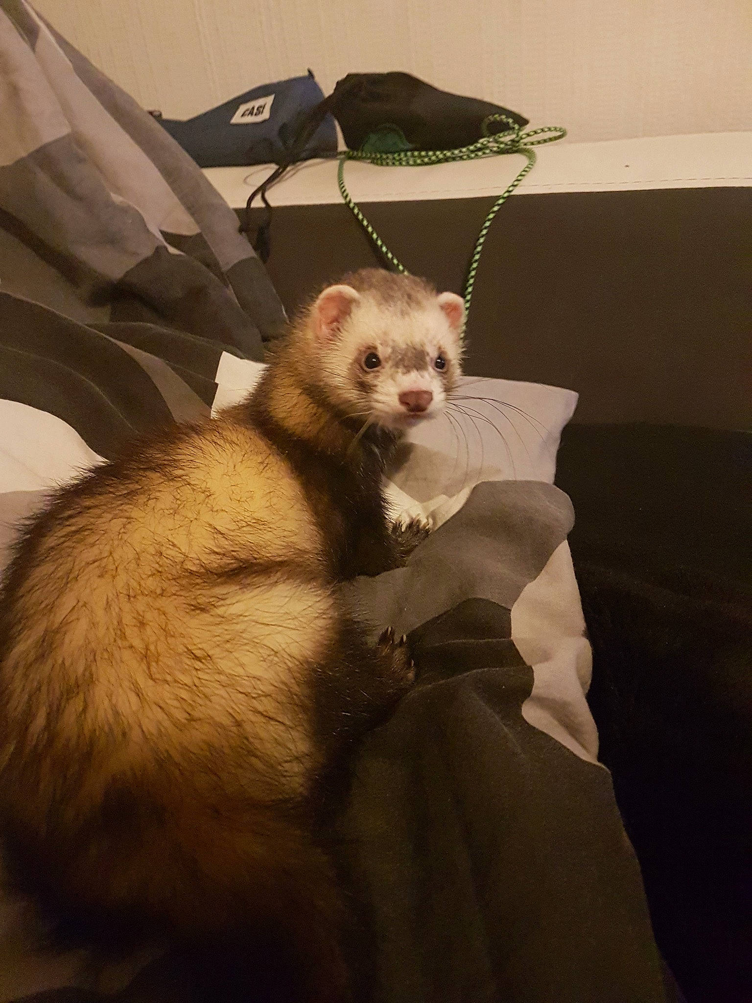 Kimy a rejoint le concours — aidez-le/la à gagner de superbes lots ! black_footed_ferret, carnivore, ear, ferret, fur, mammal, marten, mink, mustelidae, mustelinae, polecat, tail, vertebrate, whiskers