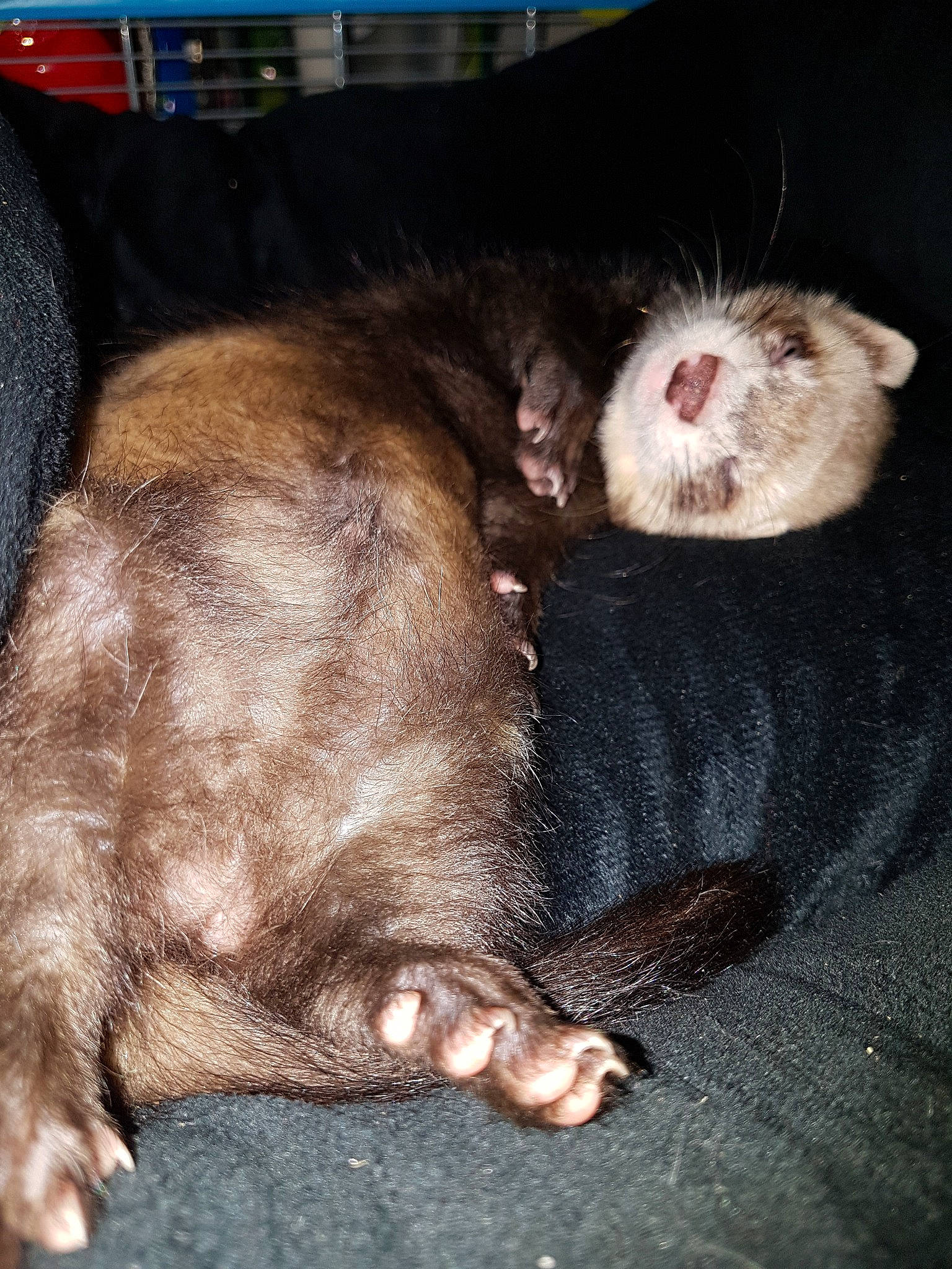 Kimy participe au concours pour gagner de l'argent avec cette photo : carnivore, cat, claw, ear, fawn, ferret, fur, mammal, marsupial, mustelidae, mustelinae, polecat, skin, snout, whiskers