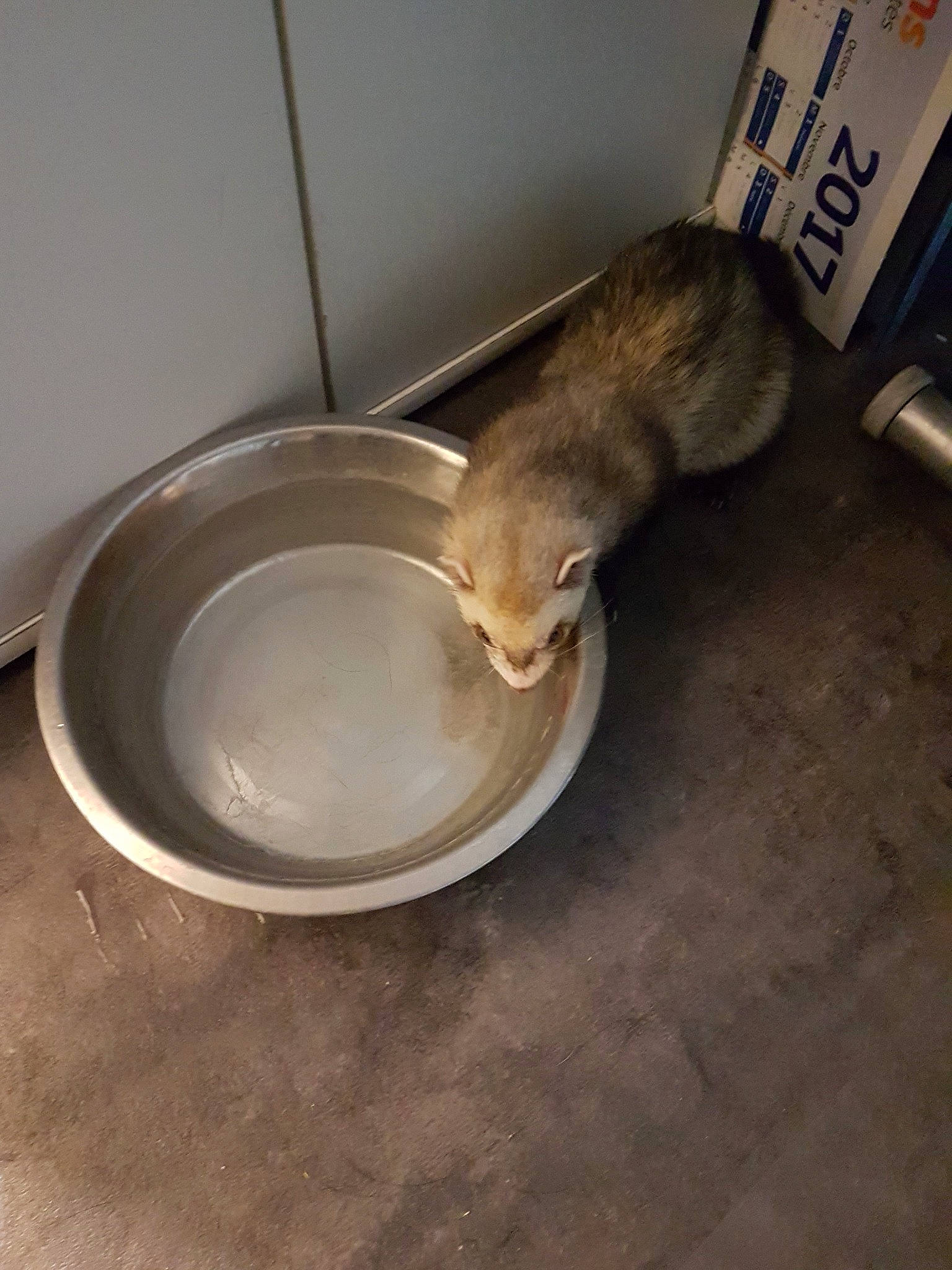 Kimy a rejoint le concours — aidez-le/la à gagner de superbes lots ! carnivore, cat, felidae, mustelidae, small_to_medium_sized_cats, tail