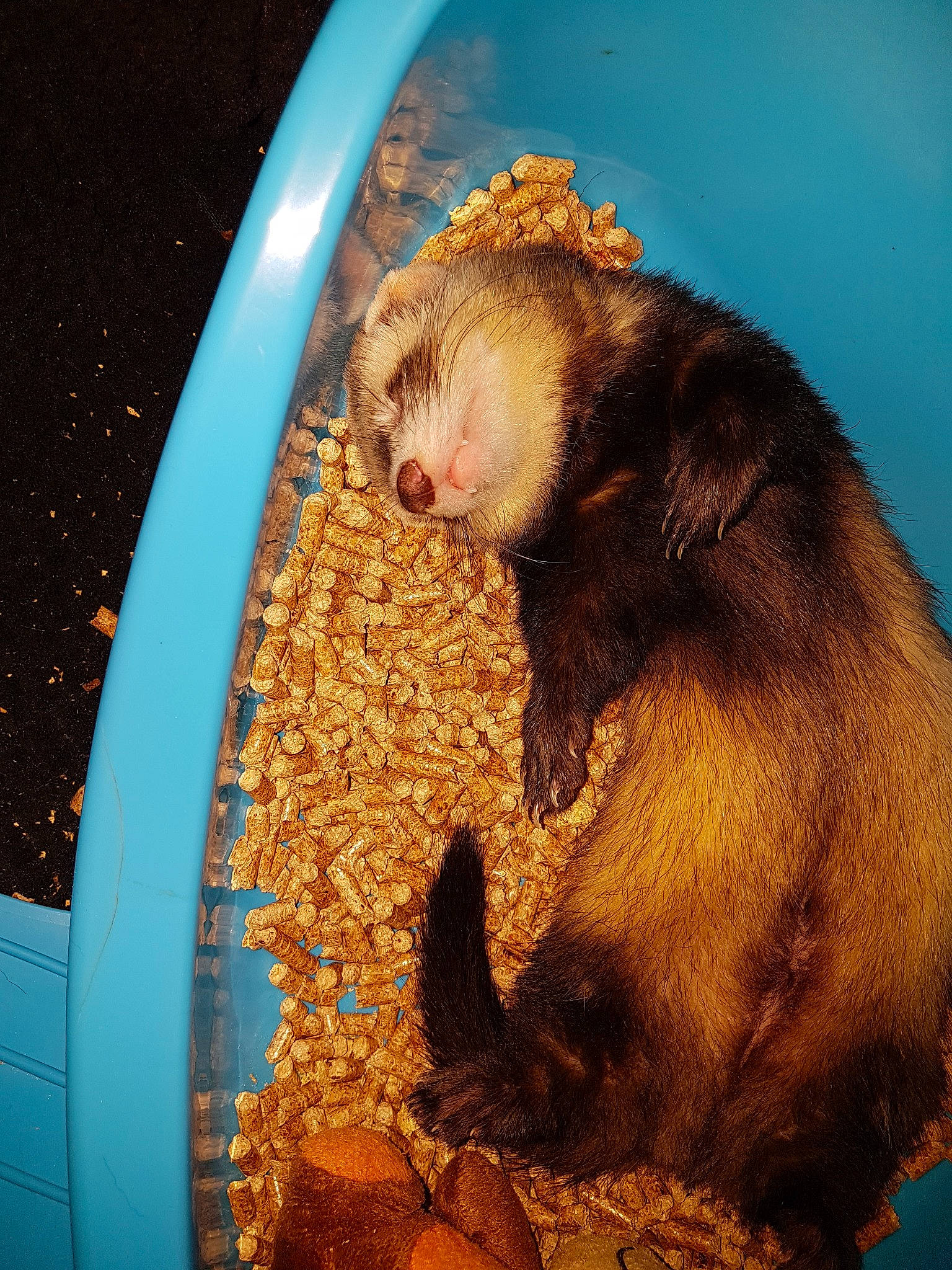 Kimy a rejoint le concours — aidez-le/la à gagner de superbes lots ! fawn, ferret, fur, gerbil, hamster, marsupial, mustelidae, mustelinae, polecat, rodent