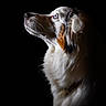 animal, black_background, blue_eye, brown_fur, canine, close_up, collie, dog, dramatic_lighting, elegant, fluffy, long_hair, looking_up, pet, portrait, profile, shaggy_coat, side_view, studio_photography, white_fur