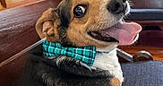 Joe is registered to the contest to win money with this photo: dog, tongue_out, bow_tie, happy, pet, animal, indoor, wooden_bench, sitting, close_up, cute, smiling, fur, ears, eyes, collar, chair, domestic_animal, portrait, friendly
