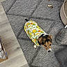 animal, brown_black_white_fur, cardboard_box, casual, cozy, curious, cute, dog, domestic, flooring, furniture, gray_rug, household, indoor, looking_up, patterned_clothing, pet, pineapple_shirt, slipper, small_dog