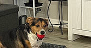 Joe joined the competition — help win amazing prizes! animal, carpet, cozy, cute, decor, dog, dog_bed, floor, furniture, indoor, living_room, modern, pet, plant, playful, pot, red_ball, shelf, table, wood_floor