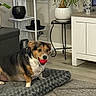 Joe joined the competition — help win amazing prizes! dog, red_ball, dog_bed, plant, living_room, furniture, floor, carpet, modern, indoor, pet, playful, cozy, decor, table, pot, shelf, wood_floor, animal, cute
