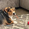 Joe is registered to the contest to win money with this photo: dog, pet, indoor, carpet, chew_stick, couch, brown, black, white, animal, laying, looking_back, floor, fur, nose, ears, paw, home, cute, companion