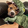 animal, brown_dog, close_up, closeup_face, costume, couch, cute, dinosaur_costume, dog, funny, green_costume, home, hood, indoors, leather, lying_down, pet, pet_photography, portrait, sitting