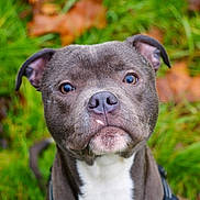 Vako participe au concours pour gagner de l'argent avec cette photo : animal, bostonbull, boxer, bulldog, canine, dog, frenchbulldog, hound, pet, pitbull, pointer, puppy, snout, terrier