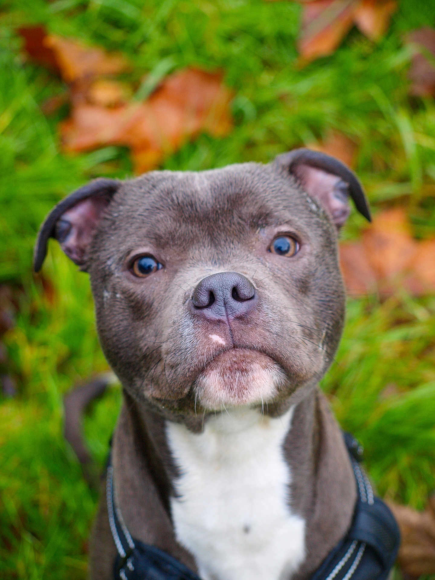 Vako participe au concours pour gagner de l'argent avec cette photo : animal, bostonbull, boxer, bulldog, canine, dog, frenchbulldog, hound, pet, pitbull, pointer, puppy, snout, terrier