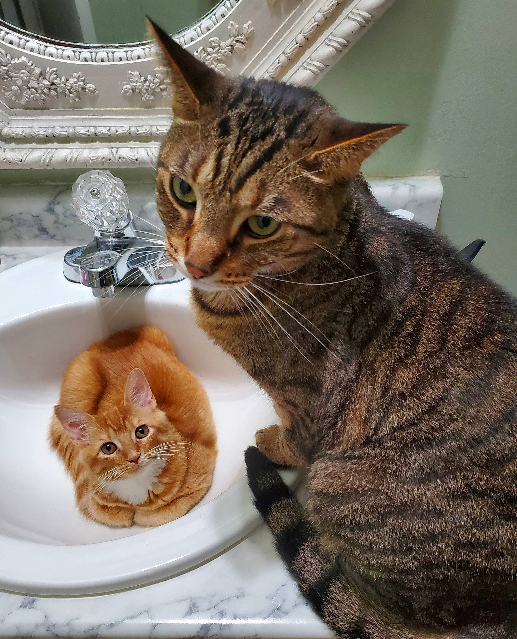 Clarice joined the competition — help win amazing prizes! carnivore, cat, cat_supply, claw, domestic_short_haired_cat, fawn, felidae, fur, mammal, paw, pet_supply, photo_caption, sitting, small_to_medium_sized_cats, snout, tail, terrestrial_animal, vertebrate, whiskers, window