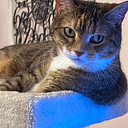 Miss Sophie joined the competition — help win amazing prizes! cat, tabby, pet, animal, feline, indoor, lounge, soft_fur, green_eyes, perch, decor, closeup, whiskers, relaxed, cute, portrait, furniture, cozy, face, ears
