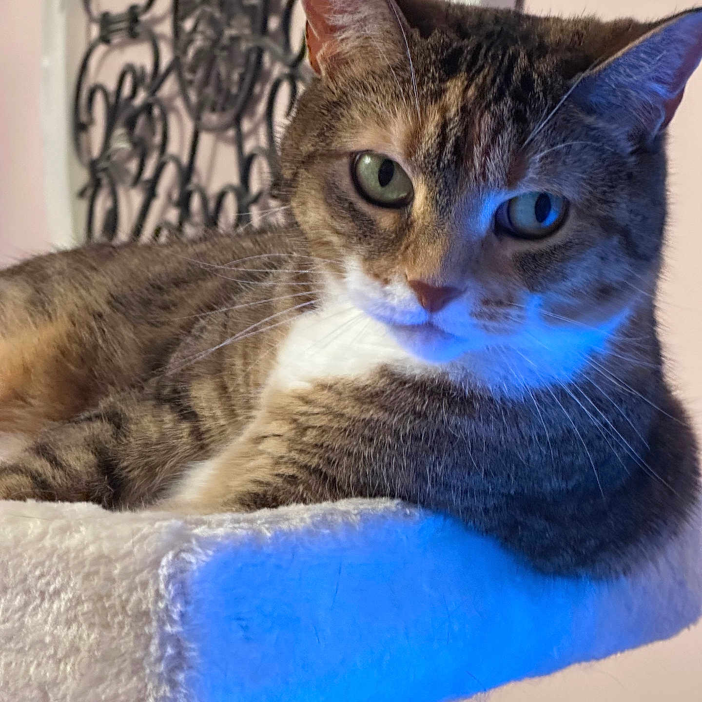 Miss Sophie joined the competition — help win amazing prizes! animal, cat, closeup, cozy, cute, decor, ears, face, feline, furniture, green_eyes, indoor, lounge, perch, pet, portrait, relaxed, soft_fur, tabby, whiskers