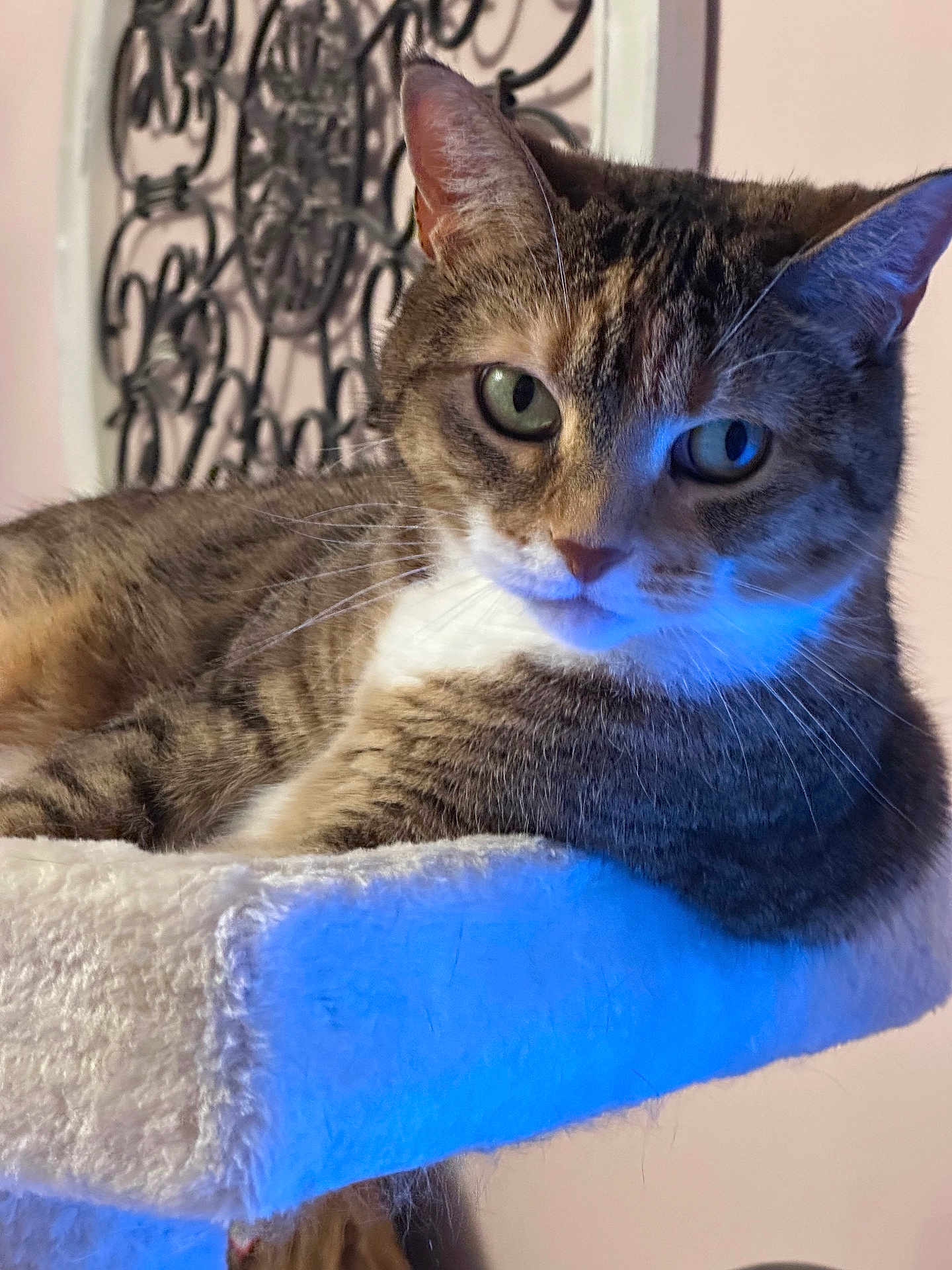 Miss Sophie joined the competition — help win amazing prizes! cat, tabby, pet, animal, feline, indoor, lounge, soft_fur, green_eyes, perch, decor, closeup, whiskers, relaxed, cute, portrait, furniture, cozy, face, ears